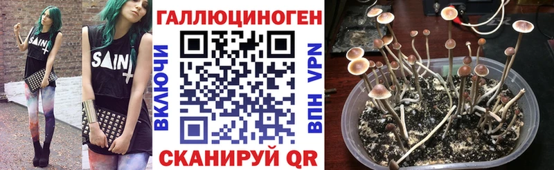 Купить  Комсомольск  Псилоцибиновые грибы мицелий 